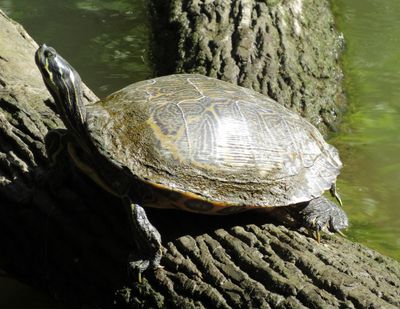 River Cooter