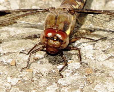 Common Whitetail