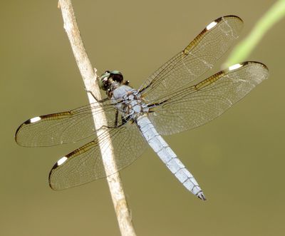 Spangled Skimmer