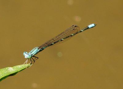 Slender Bluet