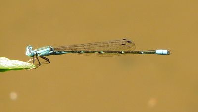 Slender Bluet