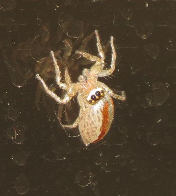 Dimorphic Jumping Spider