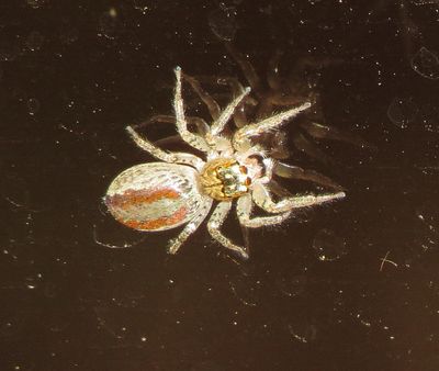 Dimorphic Jumping Spider