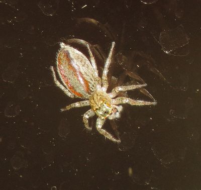 Dimorphic Jumping Spider