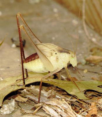 Leaf Katydid Species
