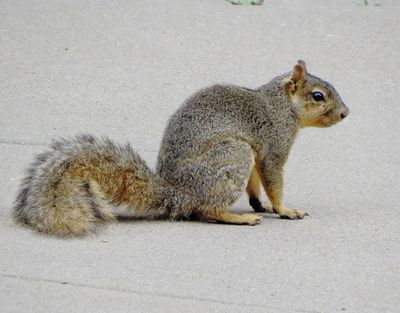 Eastern Fox Squirrel