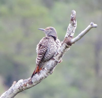 Northern Flicker