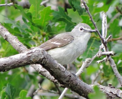 Plumbeous Vireo