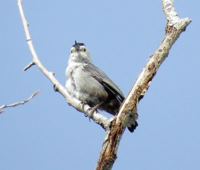 White-Breasted Nuthatch