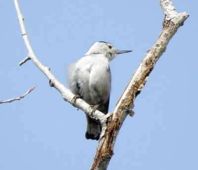 White-Breasted Nuthatch