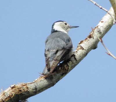White-Breasted Nuthatch