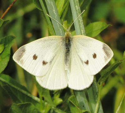 Cabbage White