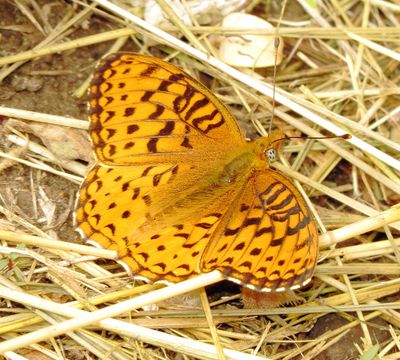 Northwestern Fritillary