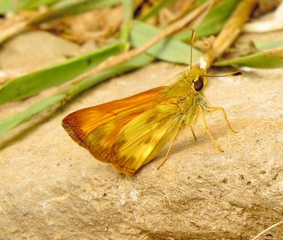 Taxiles Skipper