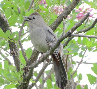 Gray Catbird