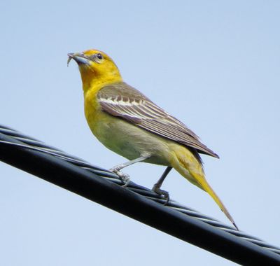 Bullock's Oriole