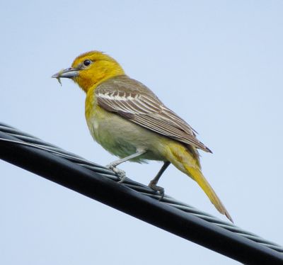 Bullock's Oriole