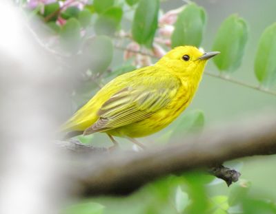 Yellow Warbler