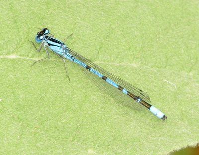 Tule Bluet