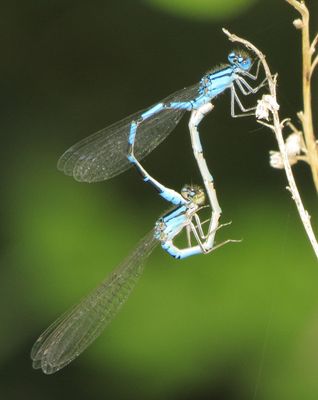 Tule Bluet
