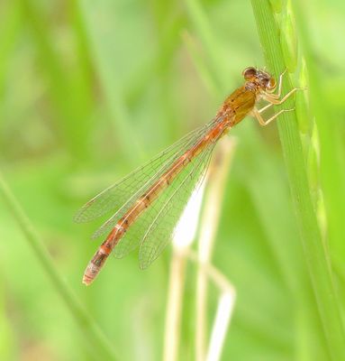 Western Red Damsel