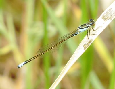 Plains Forktail