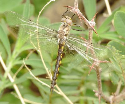 Dot-Winged Baskettail