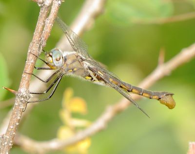 Dot-Winged Baskettail