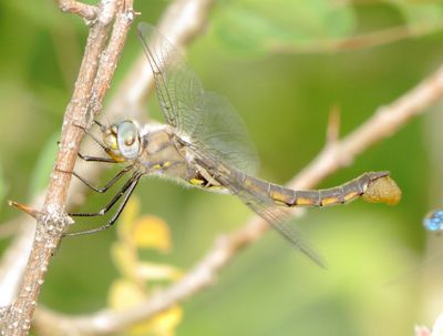 Dot-Winged Baskettail