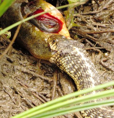 Wandering Garter Snake