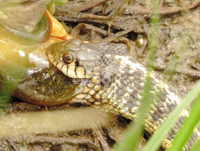 Wandering Garter Snake