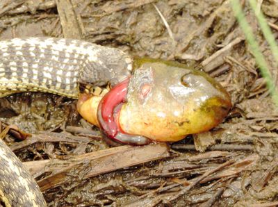 Wandering Garter Snake