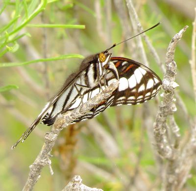 Weidemeyer's Admiral