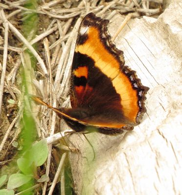 Milbert's Tortoiseshell