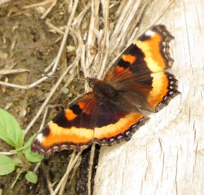 Milbert's Tortoiseshell