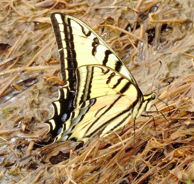 Two-Tailed Swallowtail
