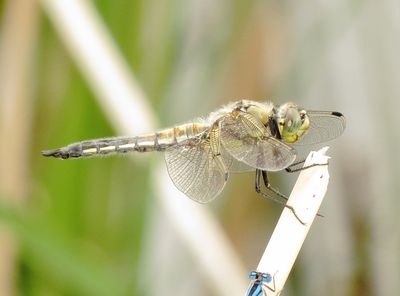 Four-Spotted Skimmer