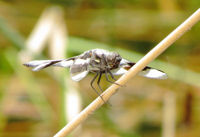 Eight-Spotted Skimmer