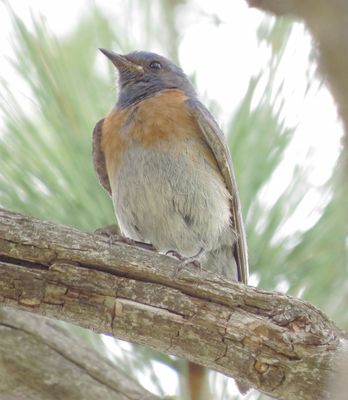 Western Bluebird