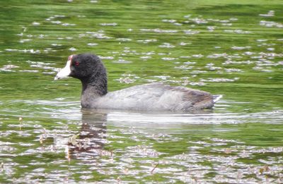 American Coot