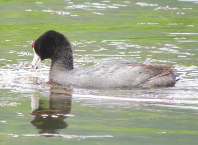 American Coot