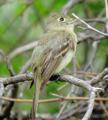 Western Flycatcher