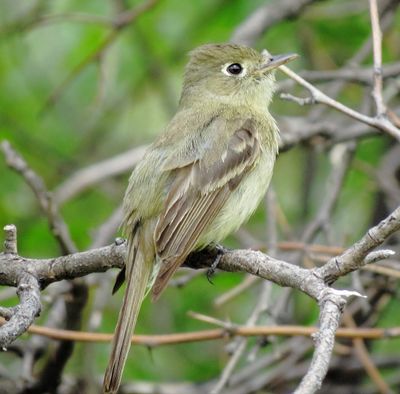 Western Flycatcher