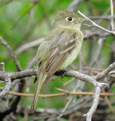 Western Flycatcher
