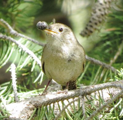 Northern House Wren