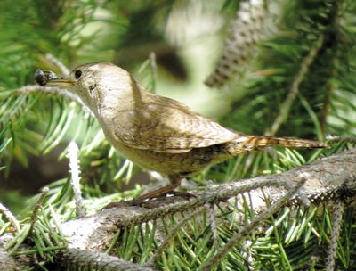 Northern House Wren