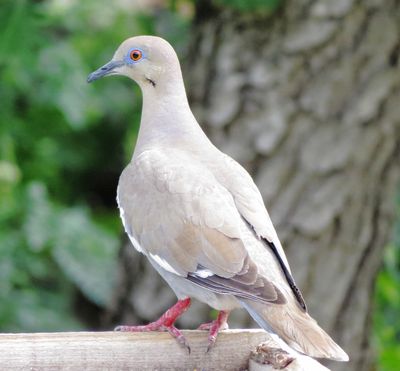White-Winged Dove