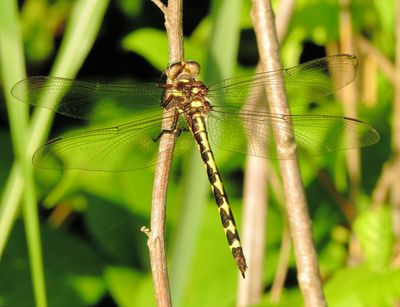 Arrowhead Spiketail