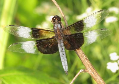 Widow Skimmer
