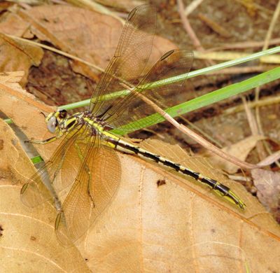 Sulphur-Tipped Clubtail